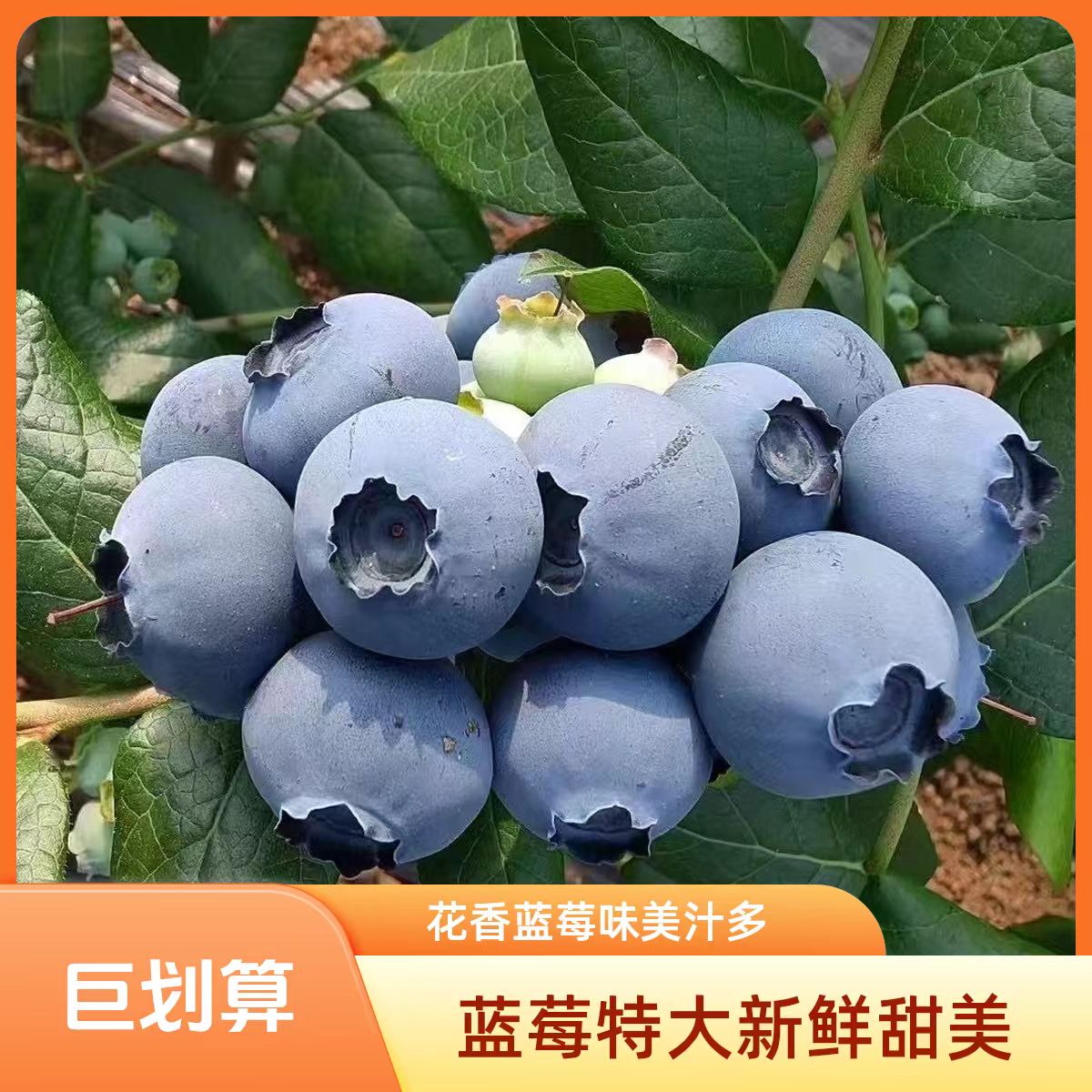 拍【三盒送三盒】蓝莓鲜果云南高山蓝莓新鲜鲜果脆甜水果100g/盒