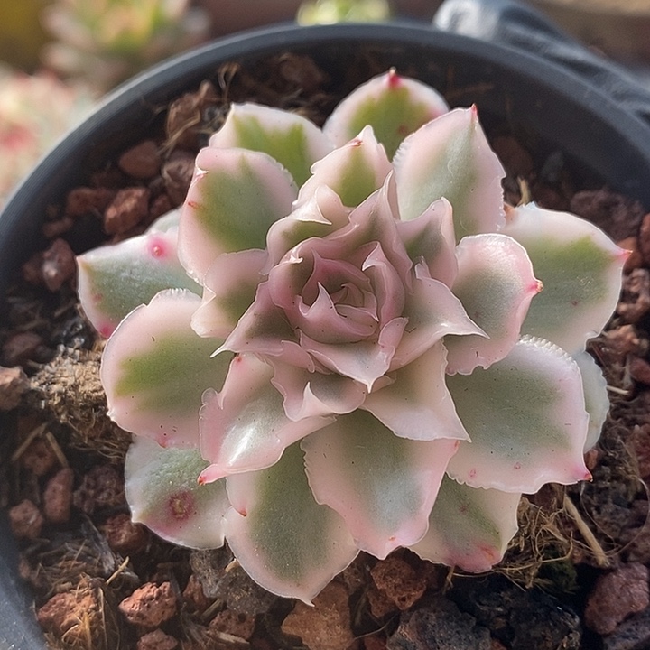 琪***融紫蝴蝶锦多肉植物