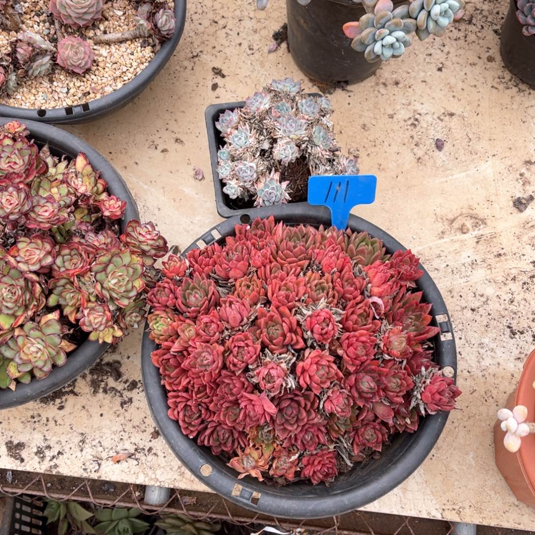 男****）111红女巫多肉植物