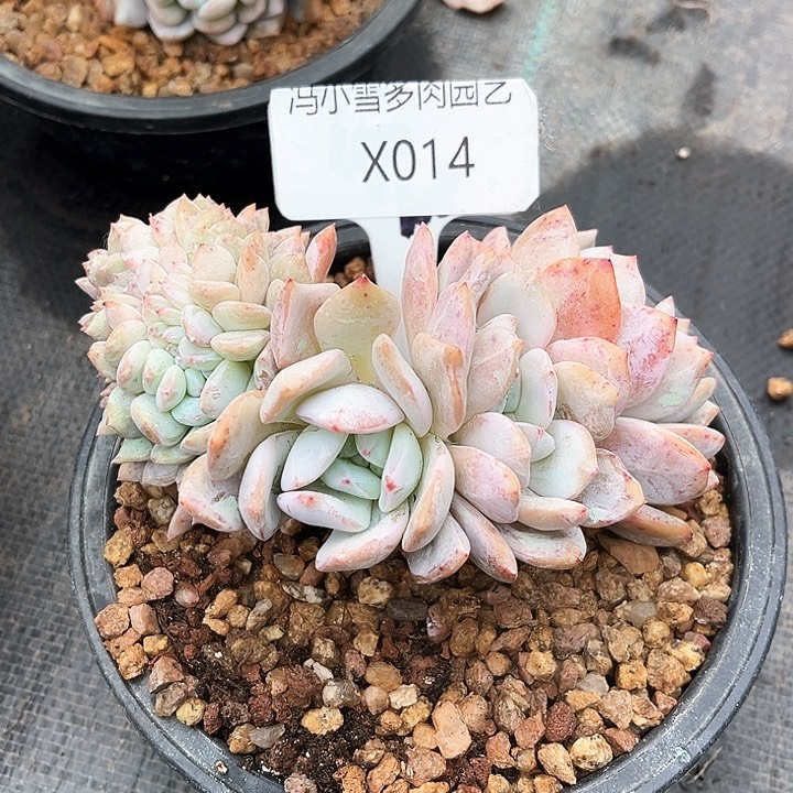 我是第一百个为妖刀应援滴