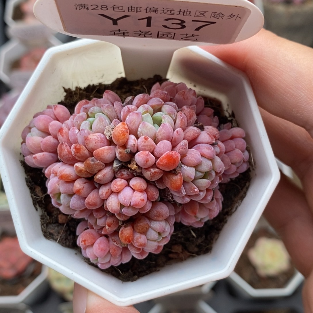 0137 娜娅小精灵 5.5cm