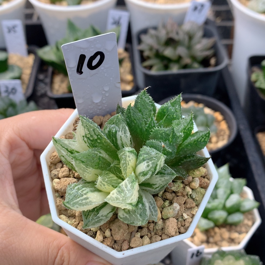 宝莲灯锦 一物一拍 带盆土