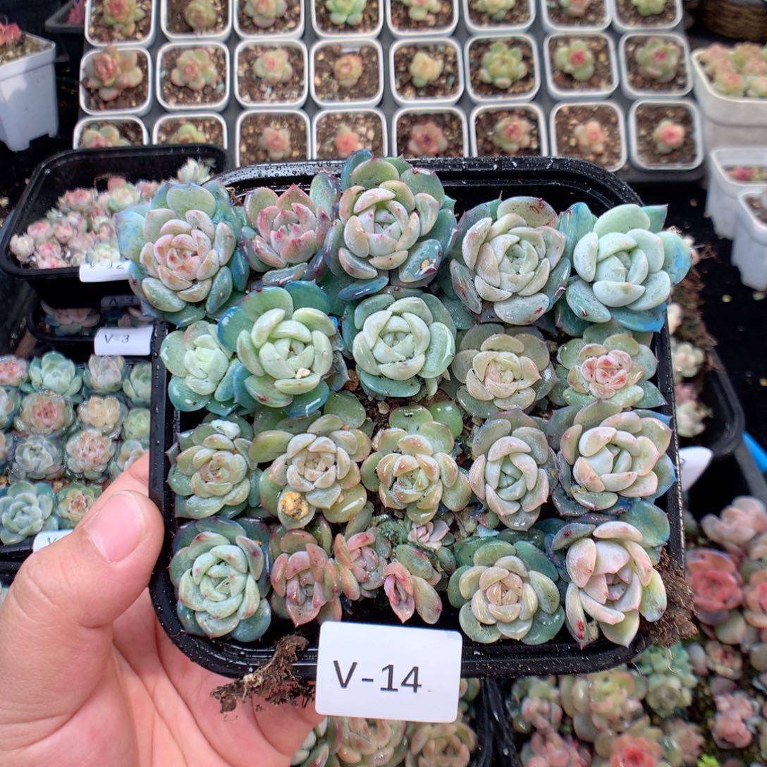 无花朵V14风花雪月混巫拉拉个体