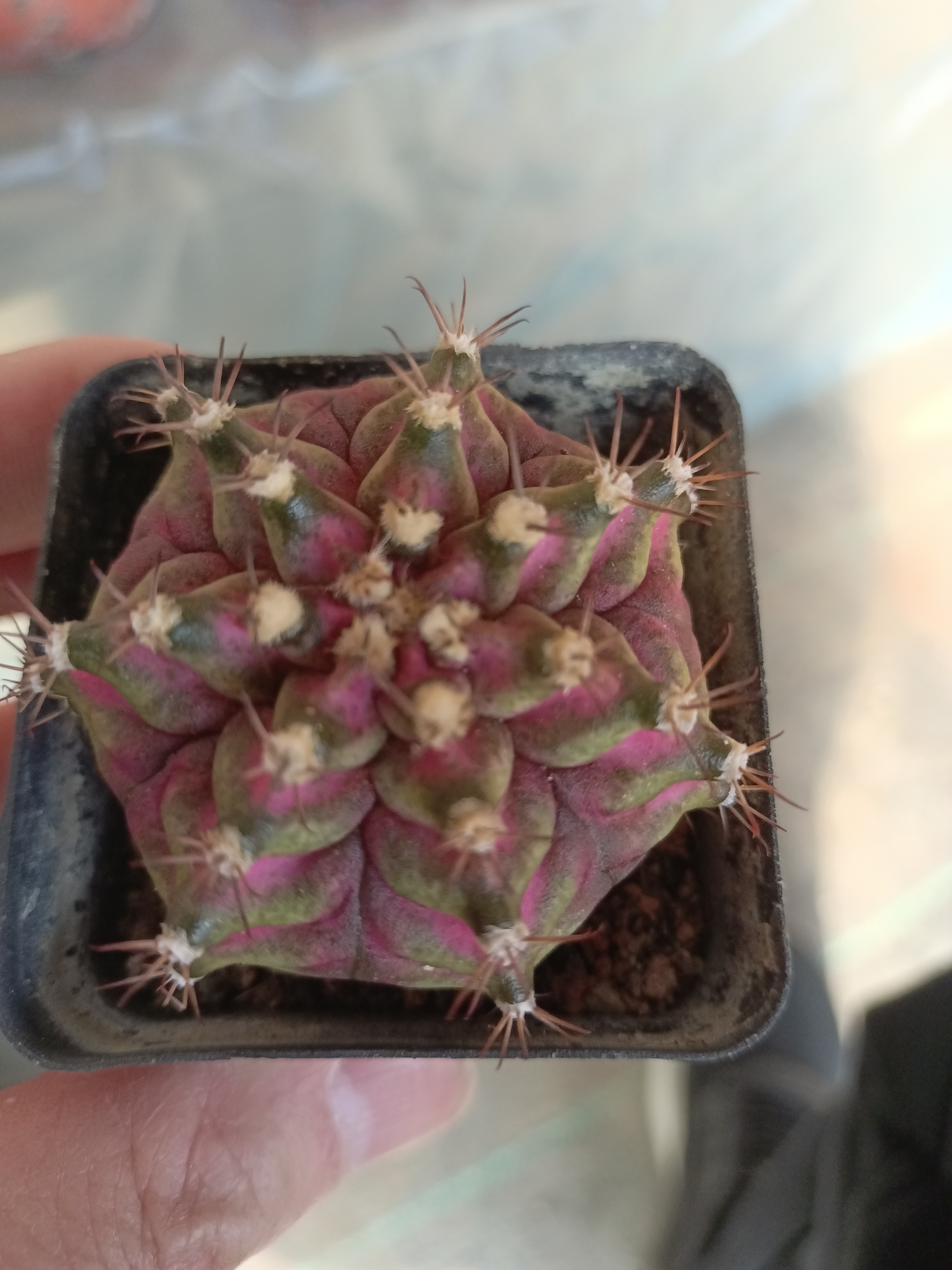 海神仙人球 直径4.5左右（海神在手，大海任你游）