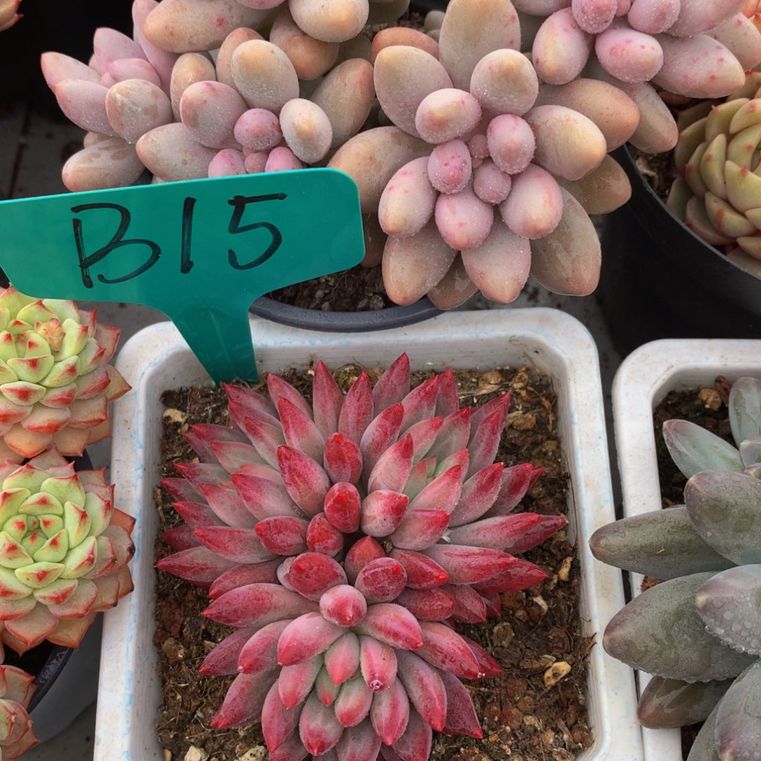 绿体育美人72727272737