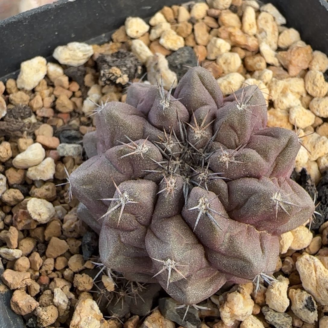 022实生冥王丸多肉3.3