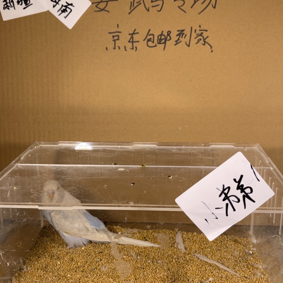 虎皮鹦鹉哈哈哈哈哈哈哈哈哈哈哈哈哈哈哈哈