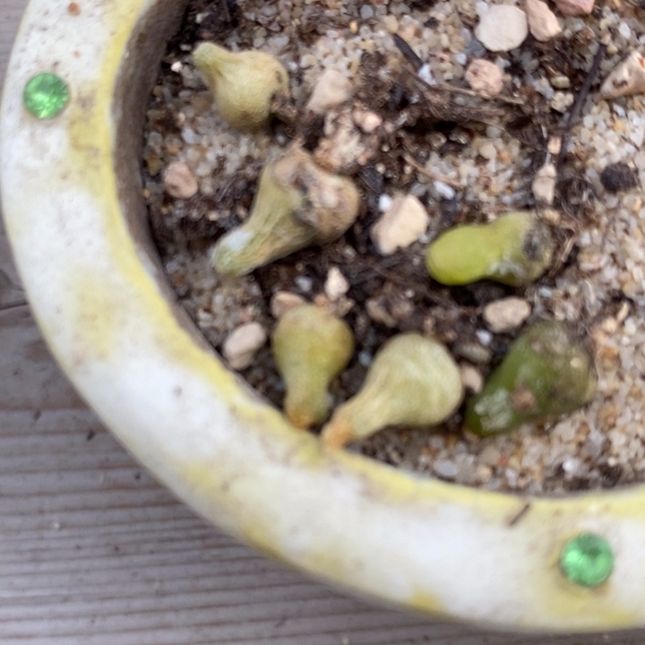 小葫芦一颗小葫芦