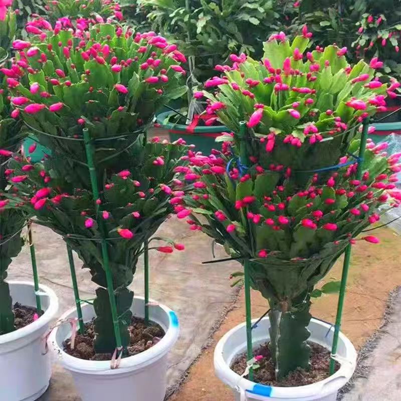 【大一层】精品嫁接蟹爪兰盆栽带花苞庭院阳台室内外好养花卉植物