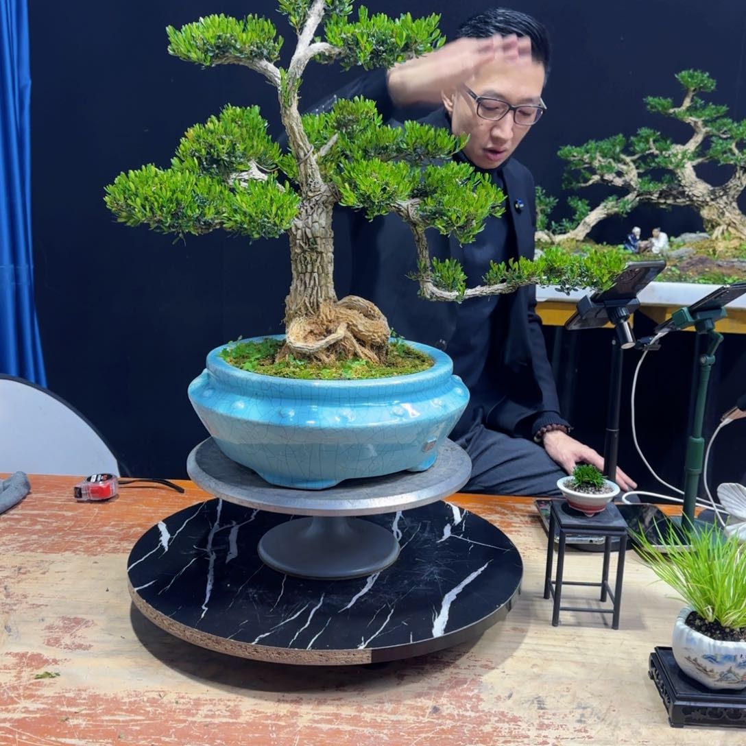 黄杨室内室外盆景艺术