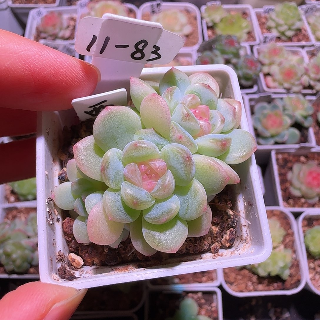 11-83福利希米露三头群生