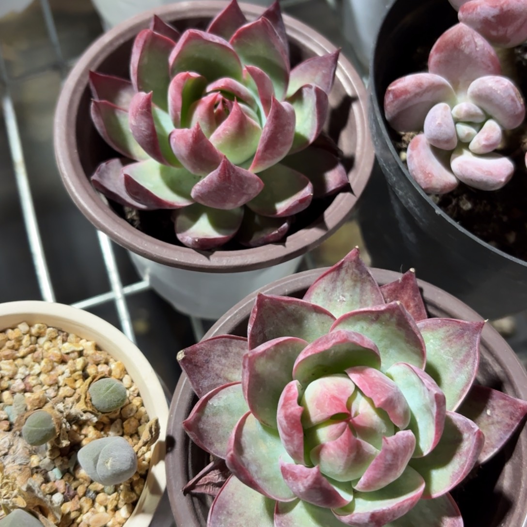 惊鸿仙子多肉9㎝盆单头