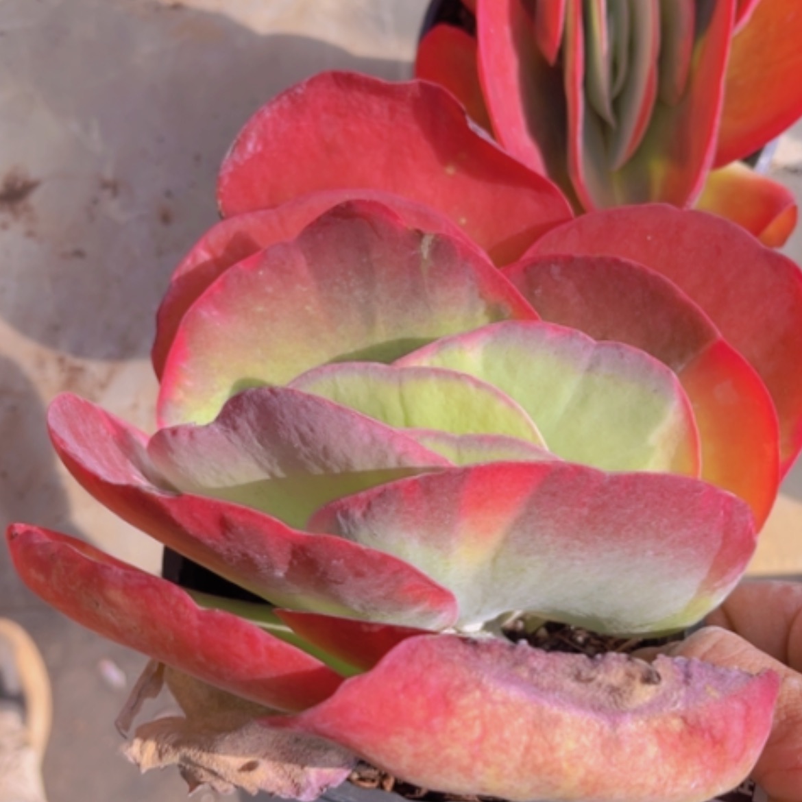 【闪购商品】唐印锦08180