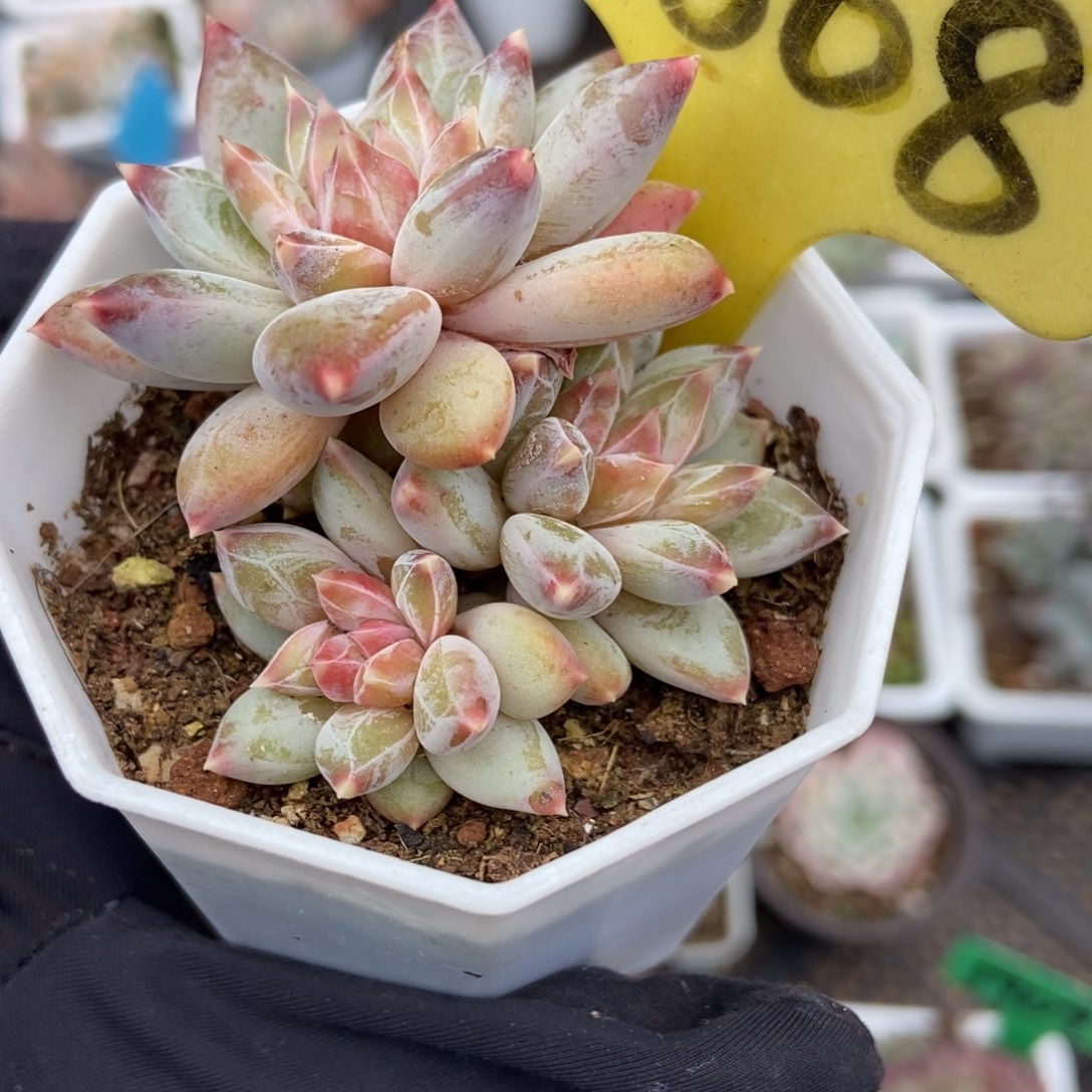 1868伊丽莎白多肉植物