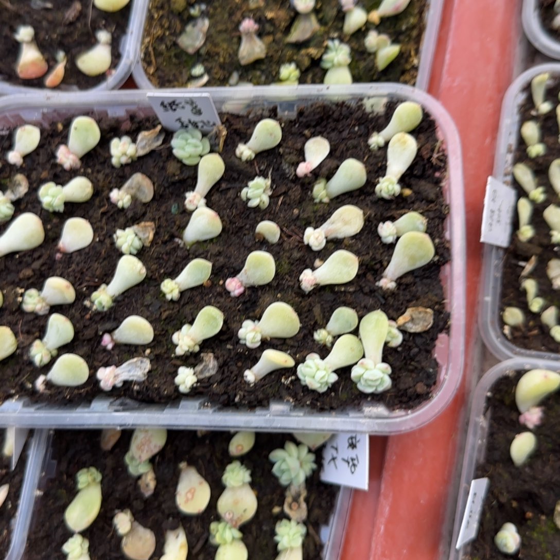 3个纸鸯芝麻穴满25包邮