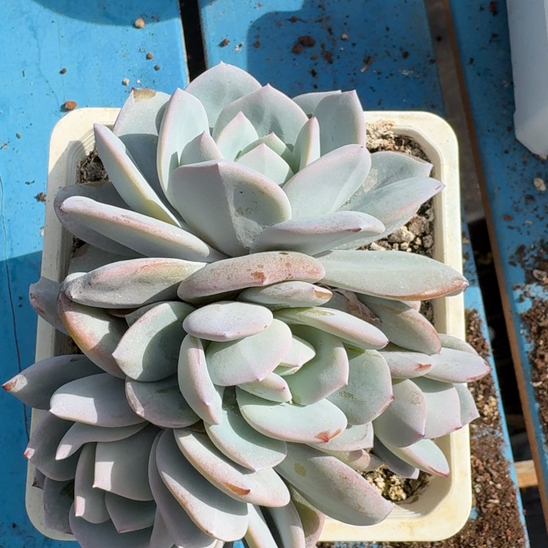 韩版奶茶，4头，老桩