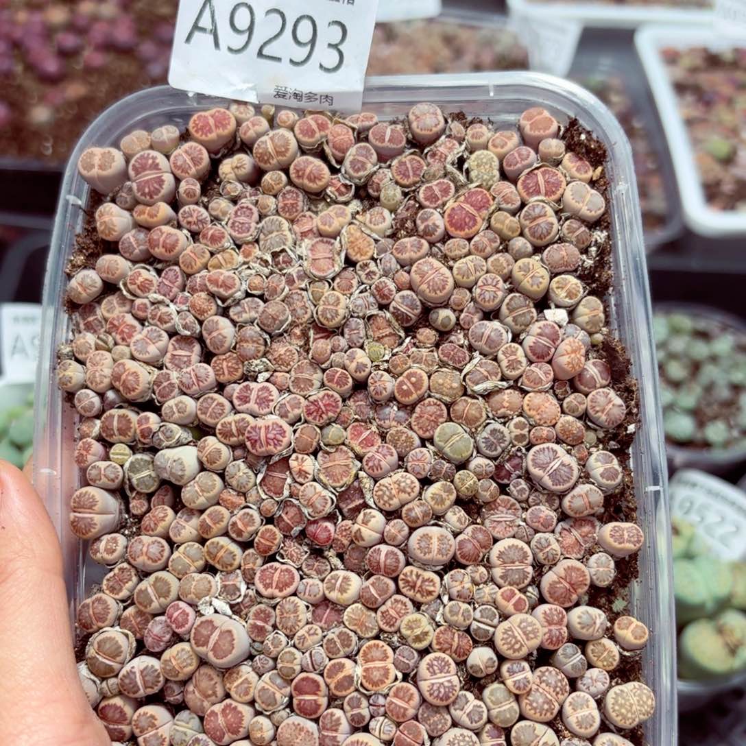 9293–—零下地区需拍保温箱