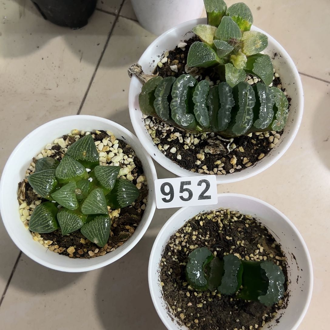 脱土带伤无根十二卷多肉