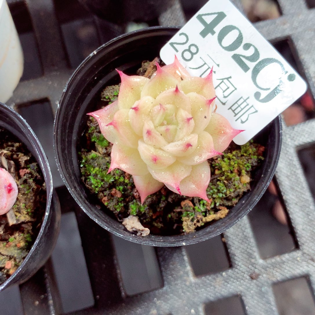 5厘米盆精控多肉402