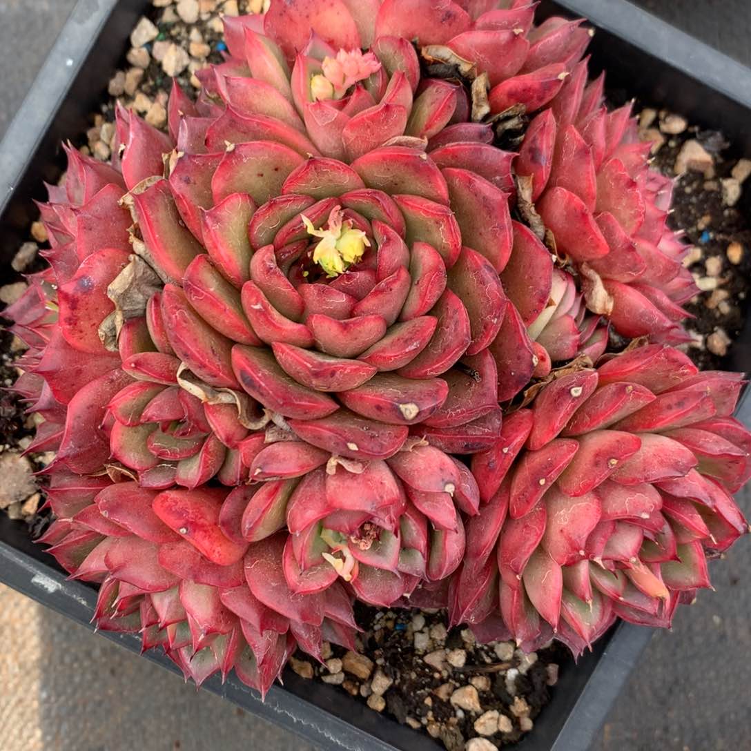 8899杂交多肉老桩