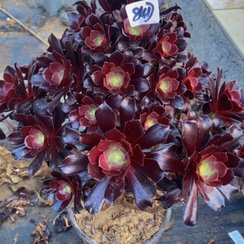 梅花博迪84多肉不包断