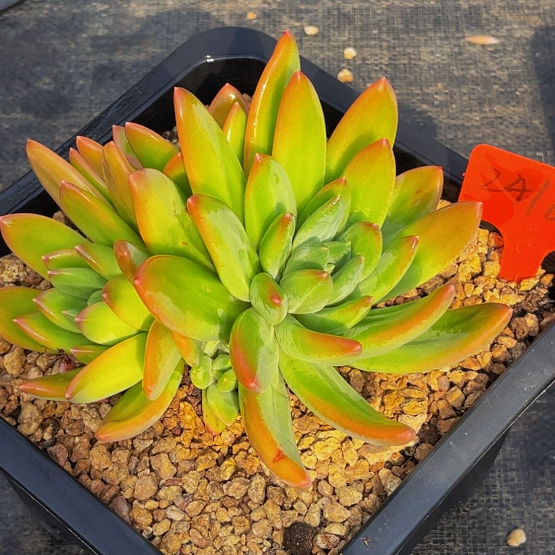 2416号上午多肉植物群生多肉