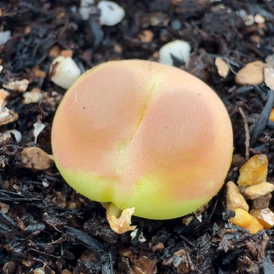 老马生石花拉登2265