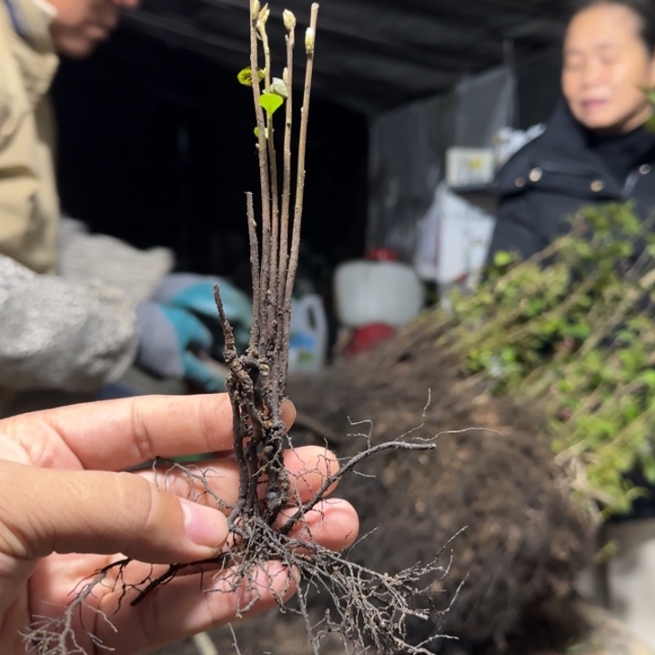 *****无花朵老鸦柿紫血灯笼根苗