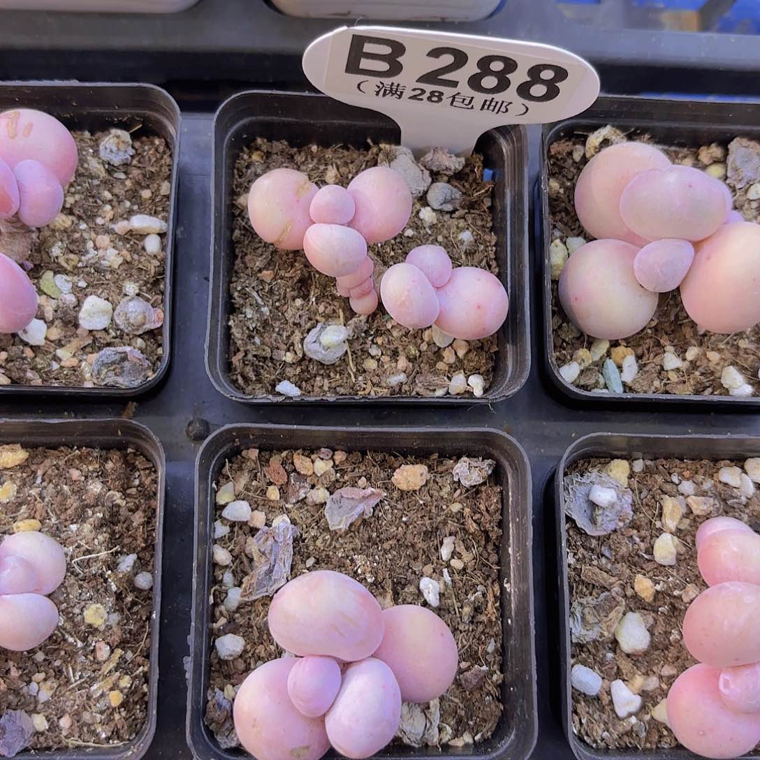 B288水光针一物一拍多肉