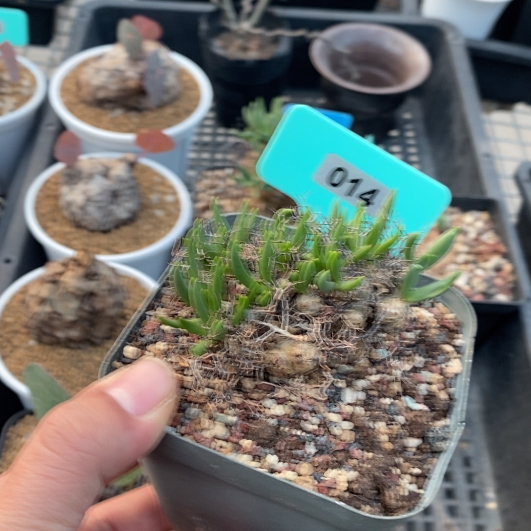 钢丝万物想产地多肉植物