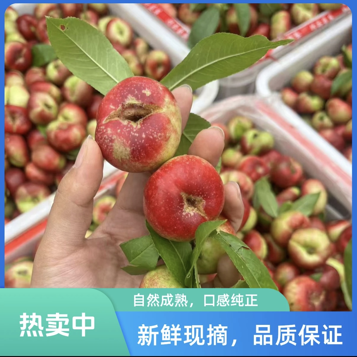 【鲜果优选】开口笑纽扣蟠桃桃子新鲜采摘应季水果桃子g山东省
