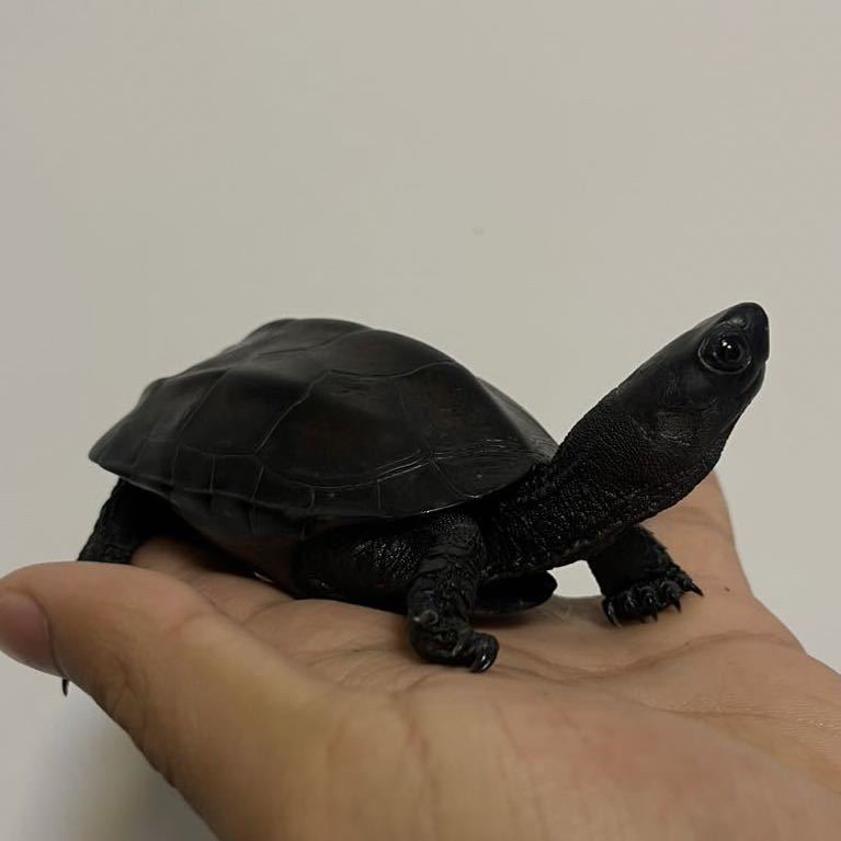 外塘冷水中华草龟，拍下以后主播改价付款