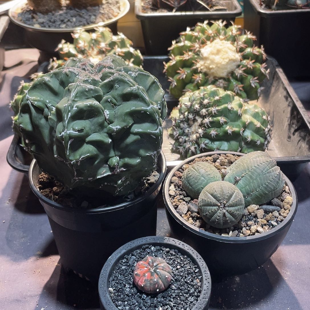 D****Y核桃+三头布纹球+小兜锦