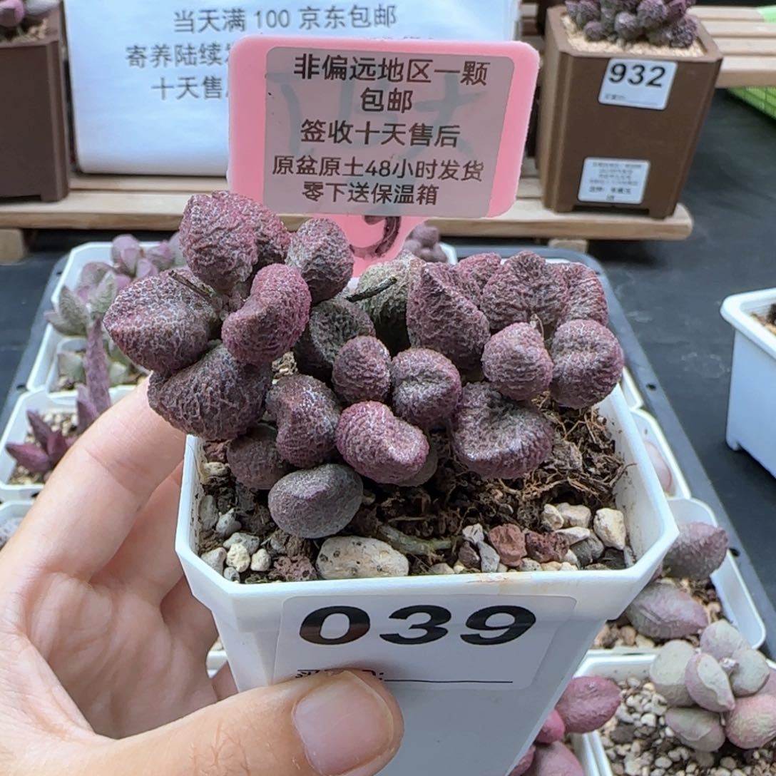039水蜜桃多肉植物
