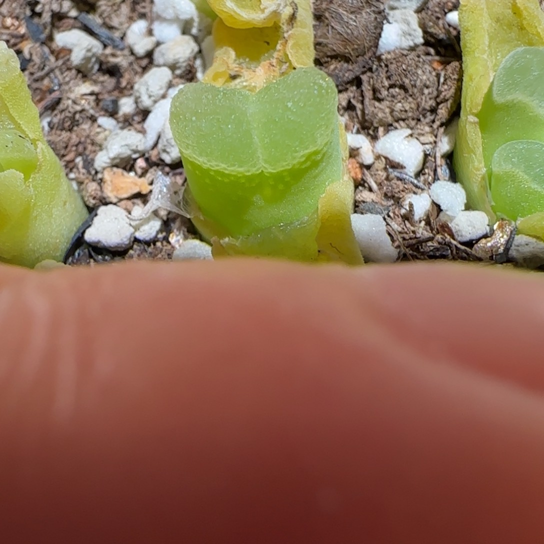 肉锥多肉植物百科-极窗757