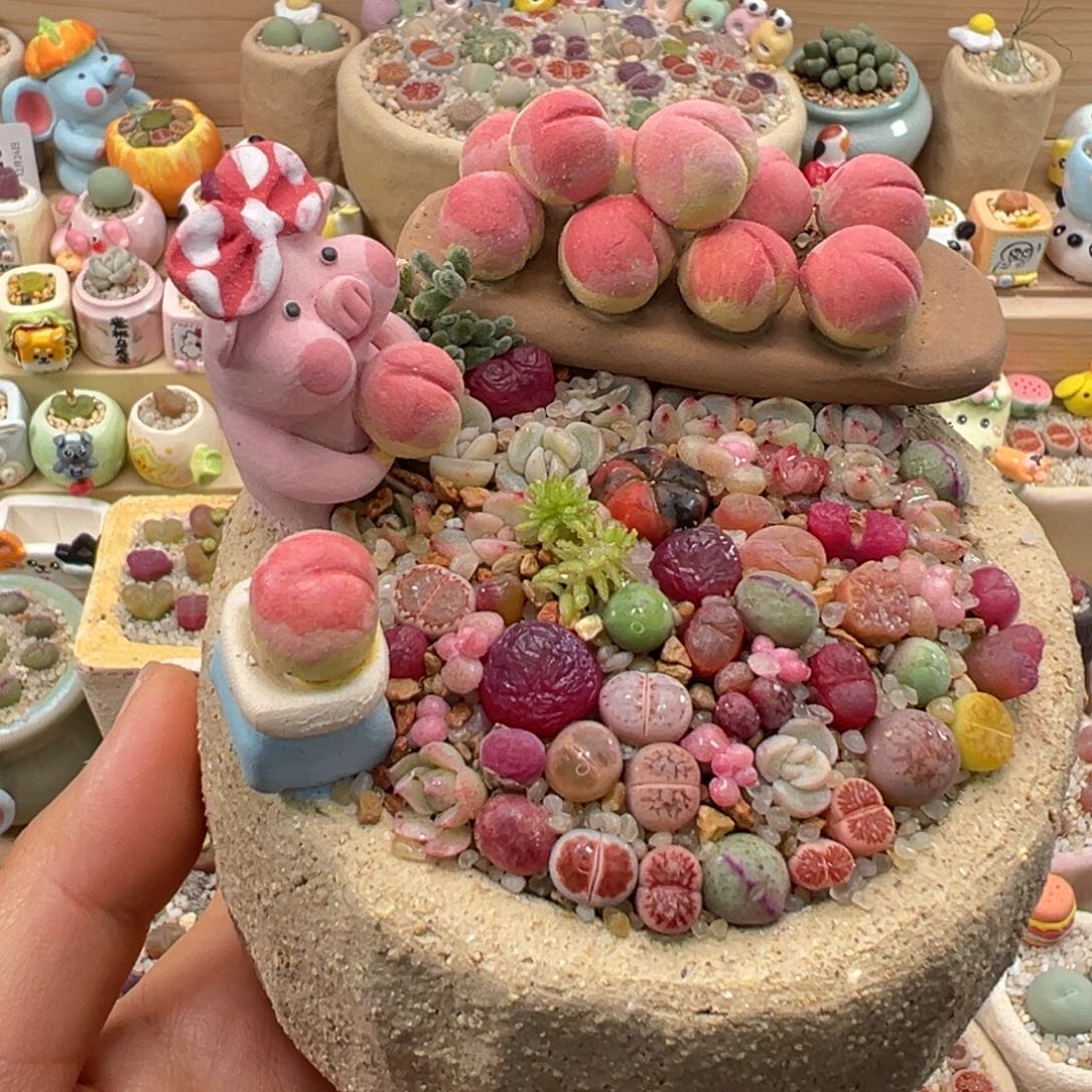 琪***r多肉植物49号花海