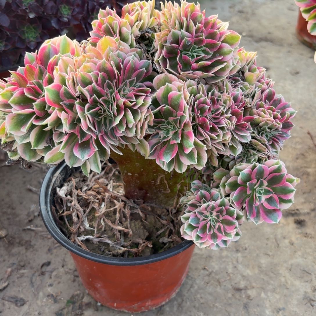 禹***晴粉女巫缀化多肉植物