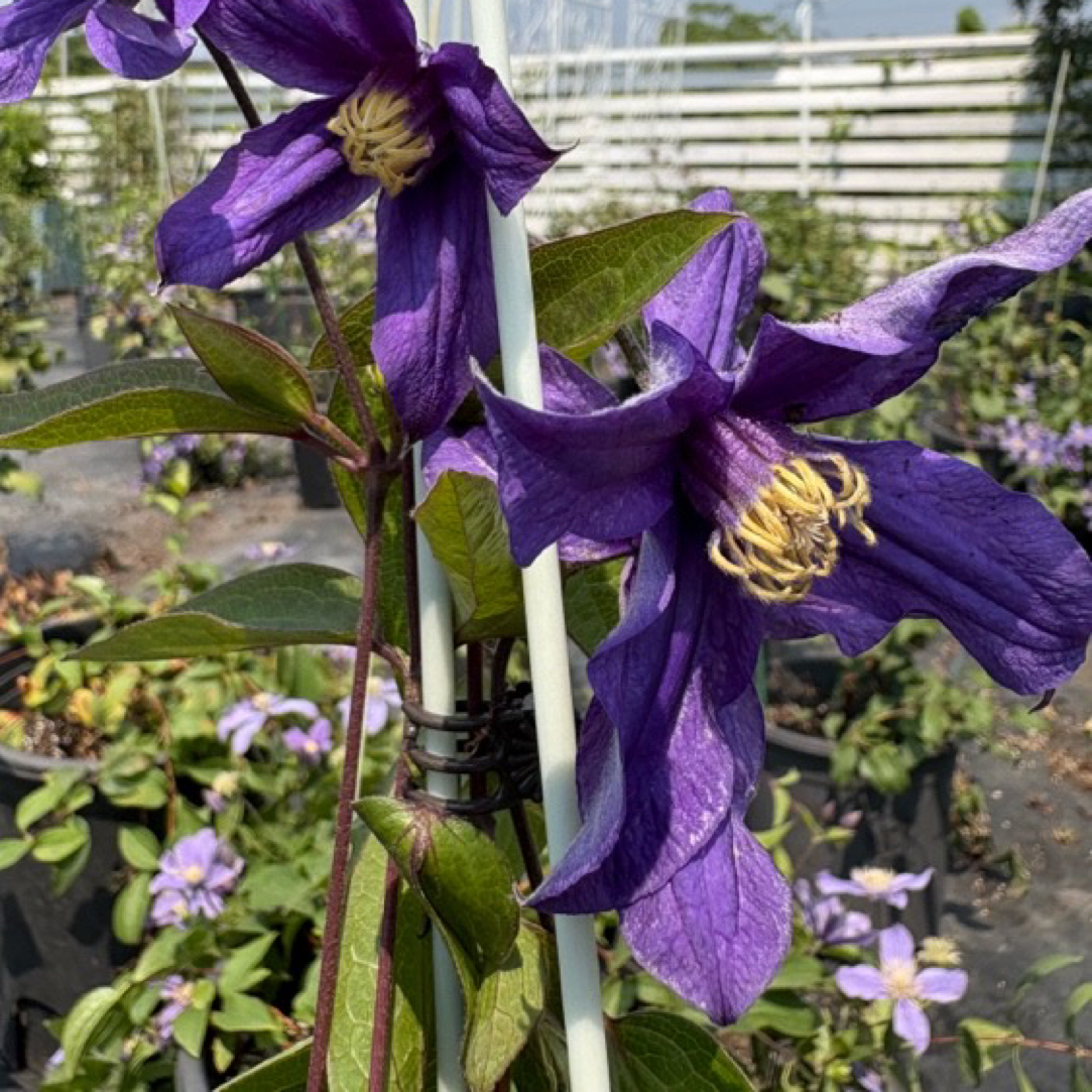 铁线莲全露天一加仑全缘组直立切花耐热耐寒小鹰粉红冰凌朱莉