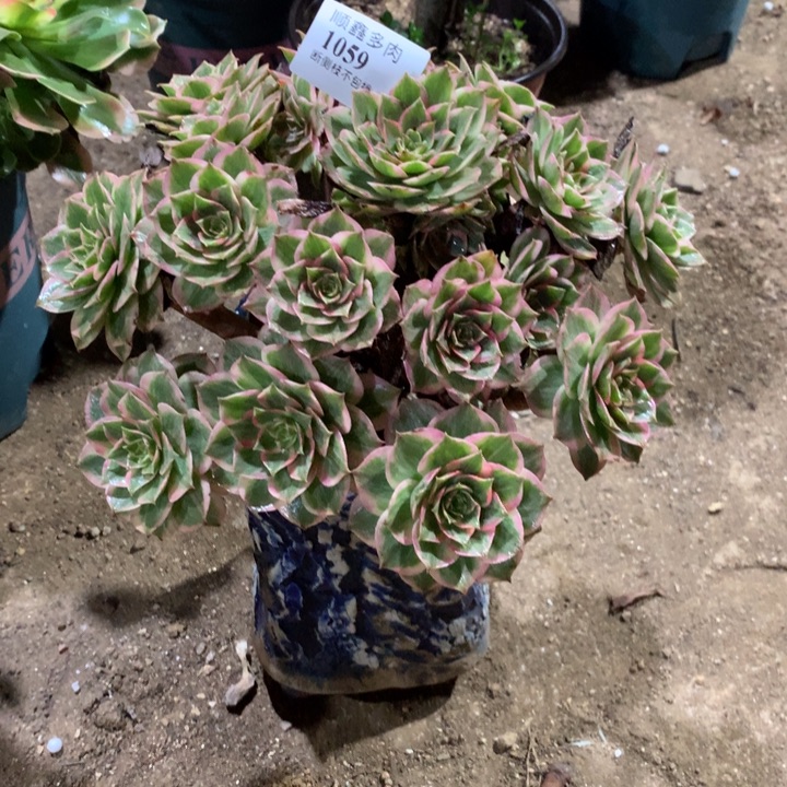 1059莲花座多肉植物特价