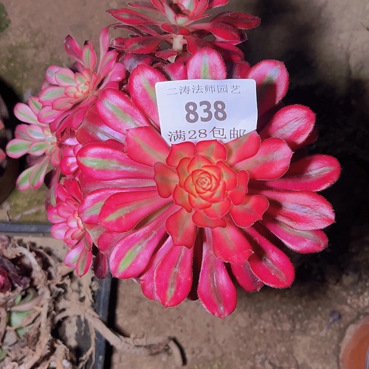 838香奈尔多肉妖桩