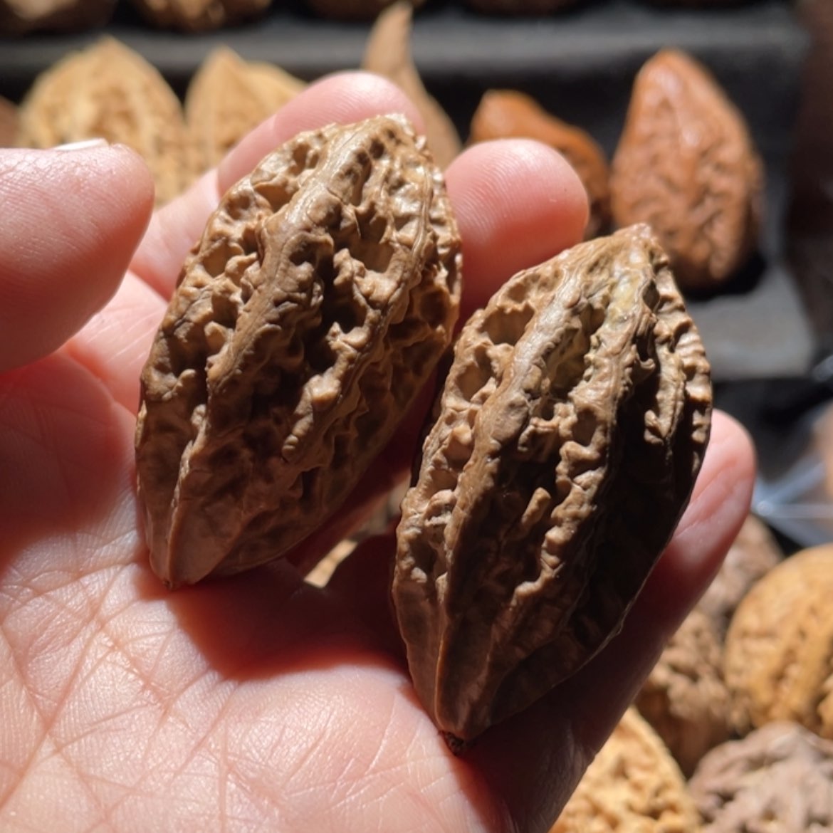 【闪购商品】文玩核桃把件东北楸子58