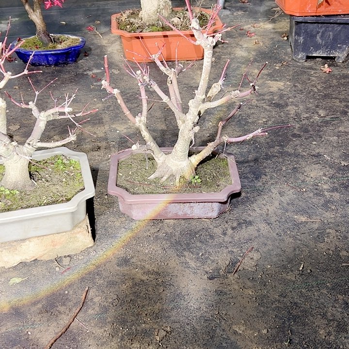 雄***美无花朵枫树……枫树