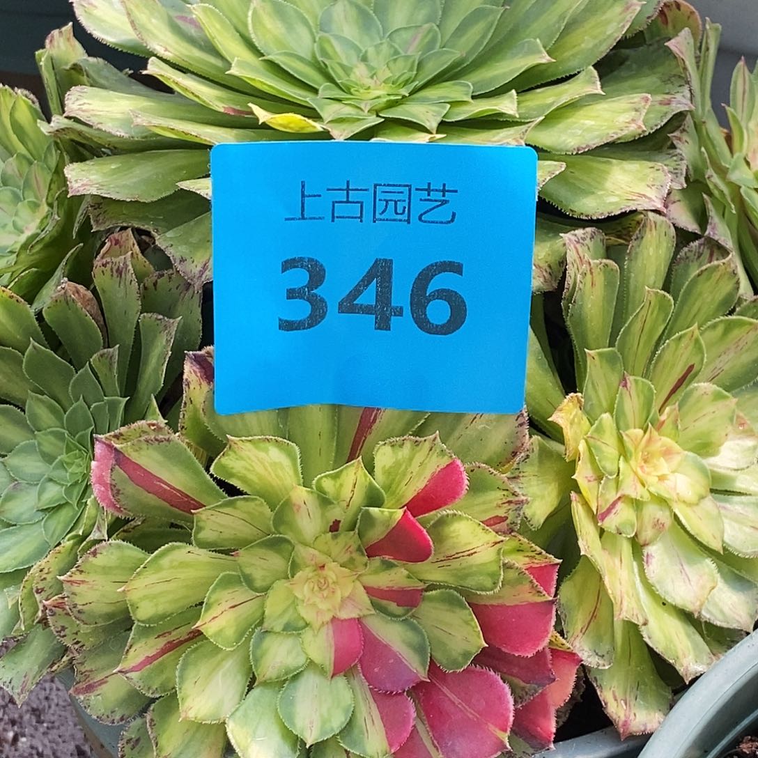 上古园艺多肉法师346