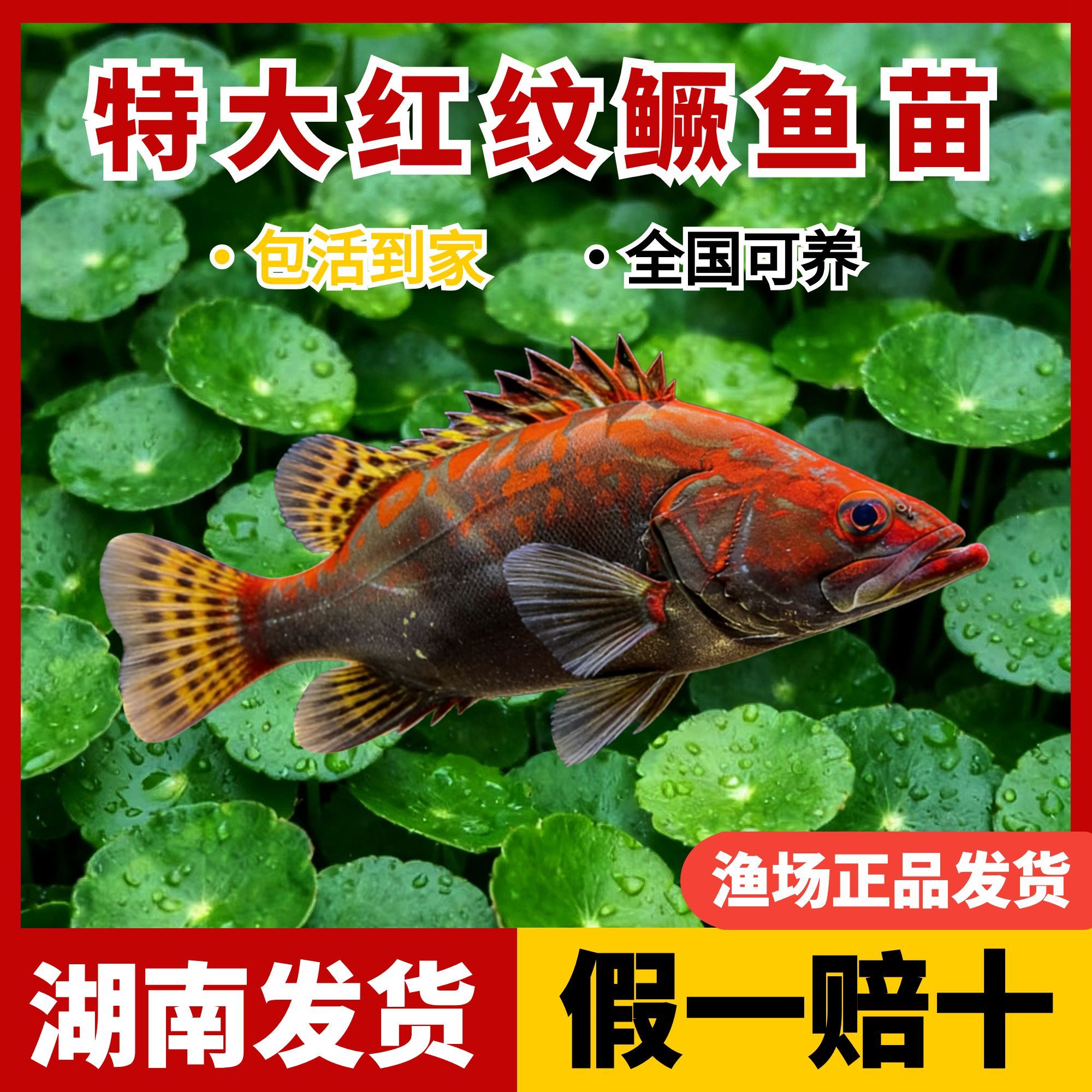 红纹鳜鱼小爆红淡水养殖优质观赏鱼鱼塘精养冷水鱼好养耐寒耐活
