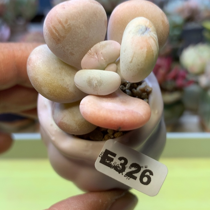 E326一物一拍带盆发