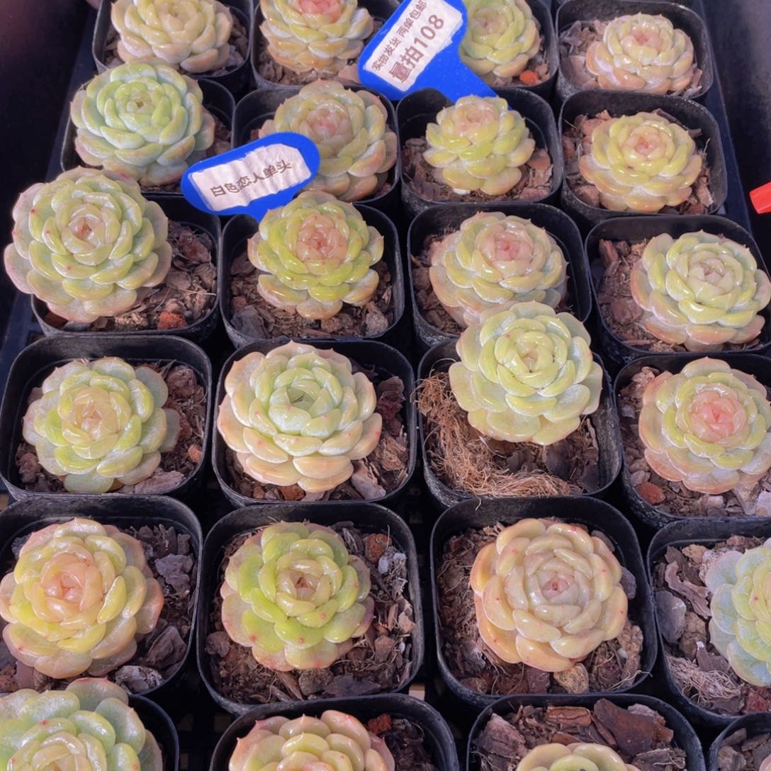 量拍108号 白色恋人单头一个