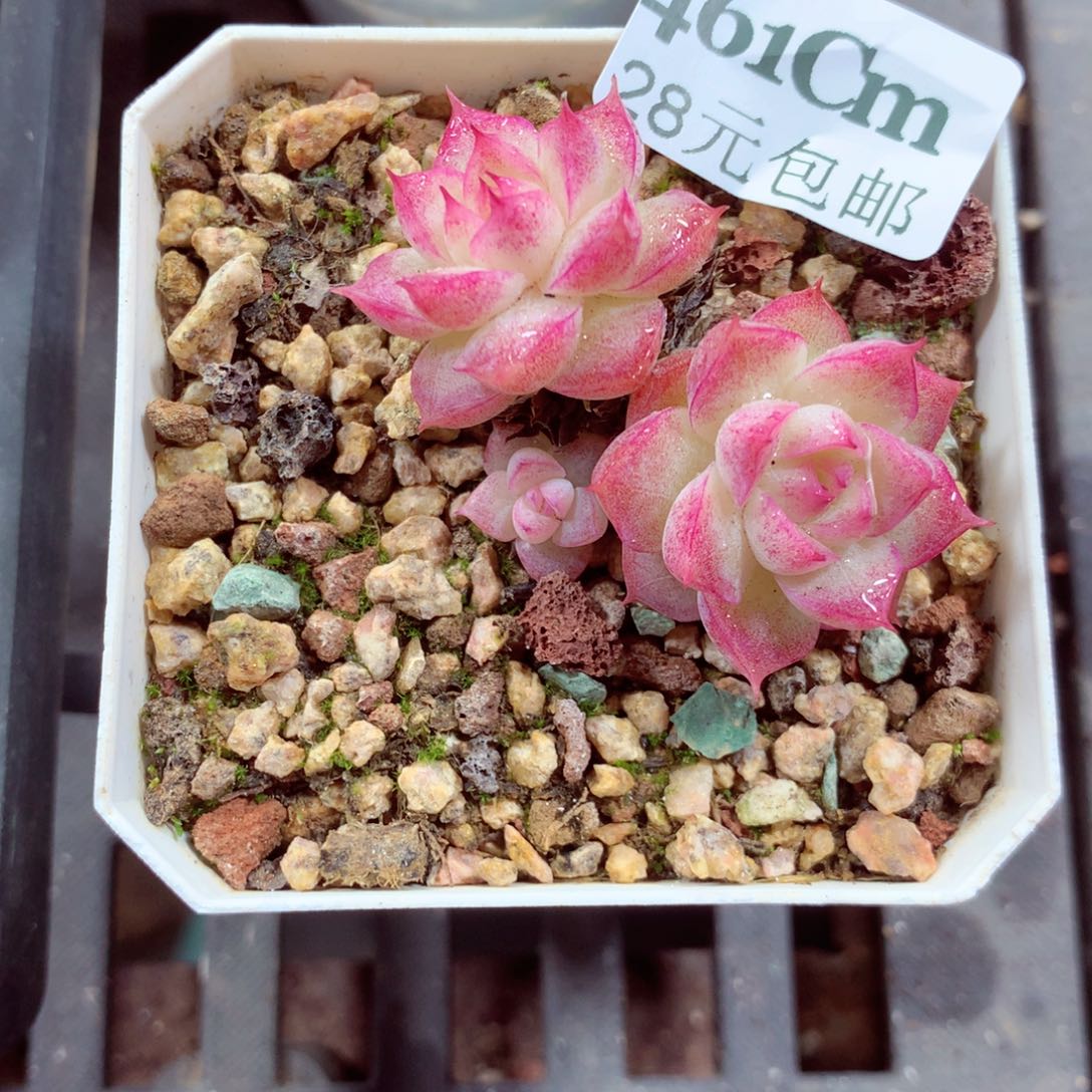5厘米盆精控多肉461