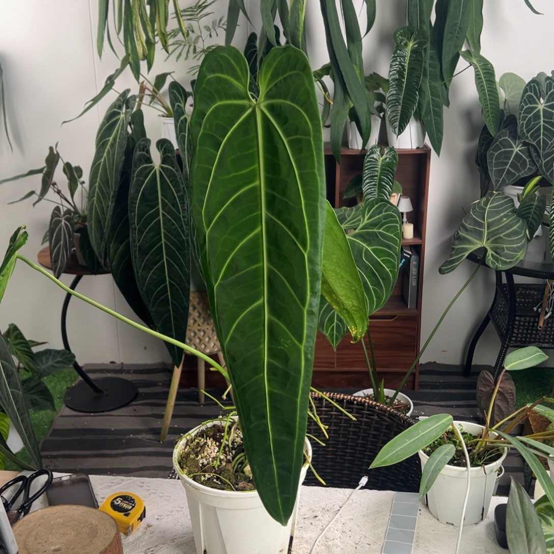 完全开放老桩鹤后