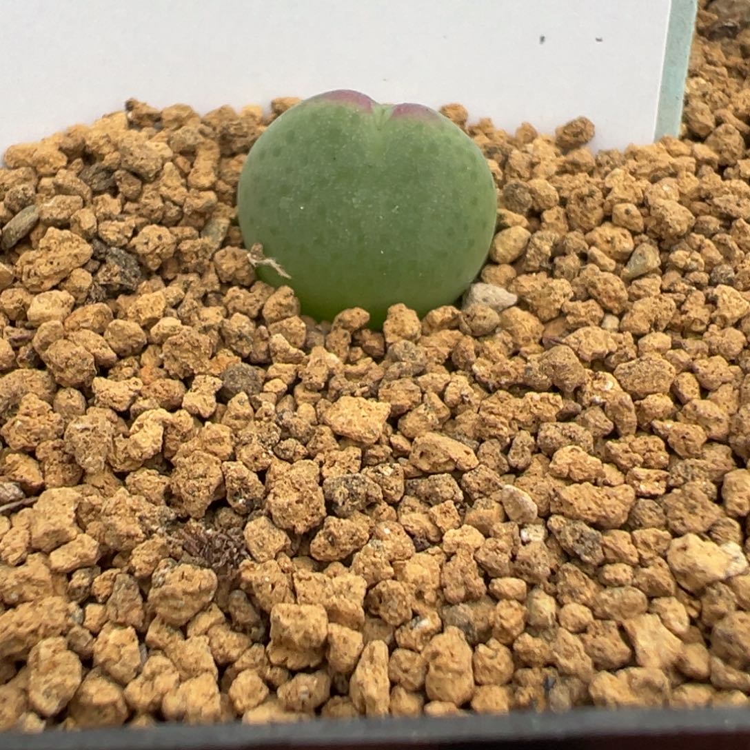 22-88白花皮卡丘多肉植物