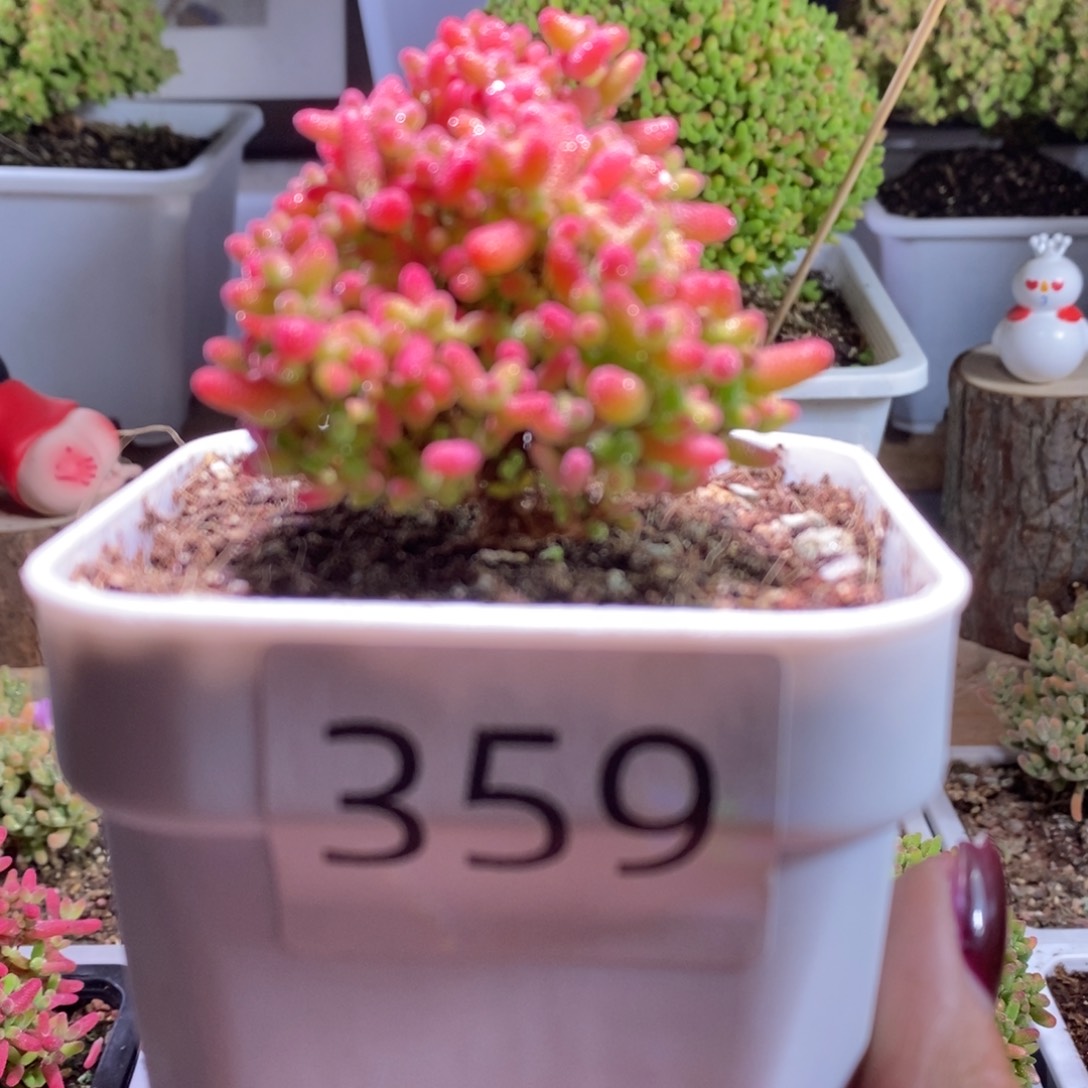 蜜橘带盆土发货一物一拍